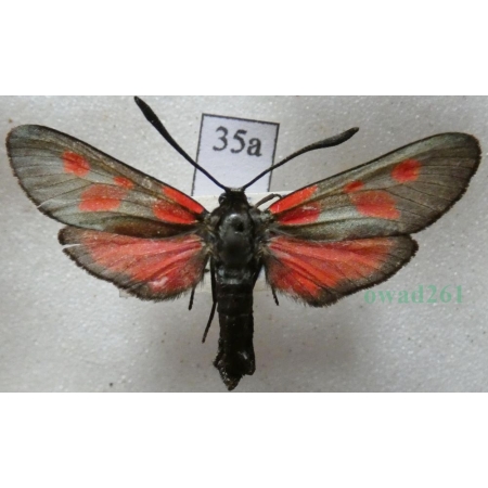 Zygaena viciae (Denis & Schiffermüller, 1775) Kraśnik wykowiec Deutschland35a